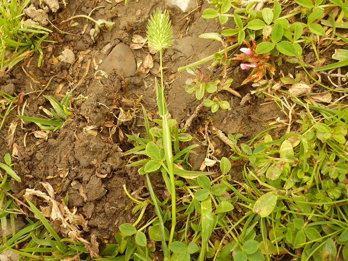 Phleum alpinum (Poaceae)